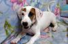Щенки Джек Рассел Терьер превью 1475948.