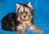 Щенки йоркширского терьера превью 1476182.