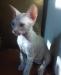 Превью Кошечка донского сфинкса Москва - 1