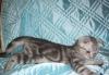 Превью Шотландские котики Москва - 1
