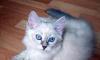 Голубоглазые невские маскарадные котята превью 1478567.