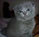 Шотландские голубые вислоухие и прямоухие котята превью 1478874.