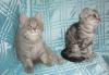 Шотландские котята шоу класса превью 1479436.