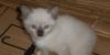 Бесплатно кошечка 1,5 мес превью 1479546.