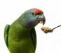 Крупные попугаи.Питомник превью 1480162 Крупные попугаи.Питомник превью 1480162.