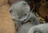 Скоттиш фолд  кошечка превью 1480181.