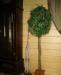 Превью Деревья искусственные Санкт-Петербург - 3