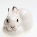 Кролик. белый. лфз превью 1482838.