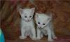 Котята метисы турецкой ангоры в дар превью 1480381.