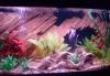 Продам аквариум превью 1483882 Продам аквариум превью 1483882.