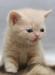 Котенок британский, мальчик превью 1484156.