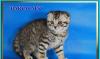 Шотландские  котята серебристых окрасов превью 1485096.