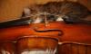 Превью Скрипка 3/4 немецкая мануфактура Москва - 2