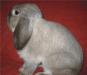 Продам кролика с огромным наследством превью 1487539.