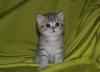 Британский котенок с зелеными глазками превью 1488032.