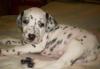 Далматина щенков 1,5 мес.едят сами.самостоятельные превью 1489807.