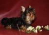 Щенки Йоркширского терьера превью 1489989.