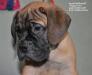 Щенки бульмастифа 2 месяца, мощные и крупные превью 1492069.
