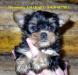 Щенки Йоркширского терьера превью 1492740.