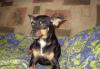 Той терьер крупная дев.отдам превью 1492942.