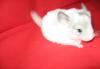 Превью Шиншиллы из питомника Москва - 1
