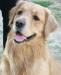 Продаю щенков Голден Ретривера превью 1496356.