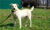 Превью Ларик - метис лабрадора в добрые руки Москва - 1