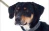 Дэнс, метис добермана. в дар превью 1496658.