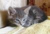 Котенок серо-голубой девочка превью 1497138.