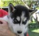 Сибирский хаски мужского и женского щенков ищет но превью 1497427.