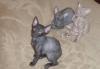 Продаются котята породы Корниш-рекс превью 1497764.