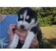 Сибирский хаски мужского и женского щенков ищет но превью 1497925.