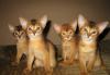 Абиссинские котята превью 1498590.