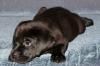 Щенки лабрадора  ретривера превью 1499038.