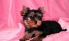 Йоркширский терьер от Чемп.  Мира - Ваша мечта превью 1499129.