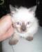 Котята в добрые руки превью 1499414.