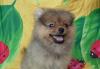 Померанский миниатюрный шпиц превью 1499621.