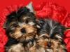 Йорки мини и стандарт превью 1499675.