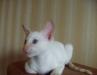 Превью Сиамский котик Москва - 2