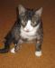 Найден молодой кот, ул. Лебедянская (Бирюл.-Вост.) превью 1050022.