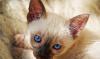 Тайские (старо-сиамские) котята шоу класса превью 1051332.