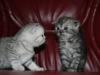 Вислоухие Плюшевые котята,Эксклюзивный котик превью 1051522.
