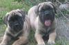 Элитные щенки бульмастифа превью 1052052.