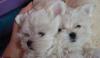 Мальтезе щенки превью 1052657.