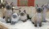 Котята тонкинские превью 1052691.