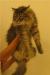 Превью Мася - роскошная сибирячка в добрые руки Санкт-Петербург - 1