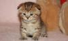 Продается шотландский вислоухий котенок превью 1054386.