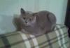 Отдам кошку (free) превью 1054580.