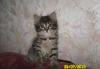 Отдам котёнка в хорошие руки превью 1056129.