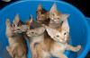 Абиссинские котята превью 1056714.